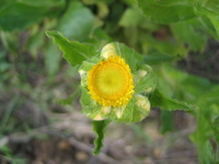 Helichrysum tenax