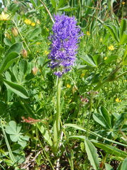 Muscari comosum