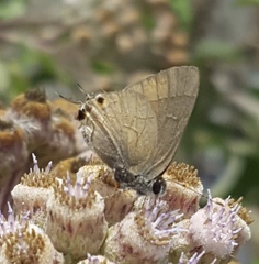 Electrostrymon guzanta