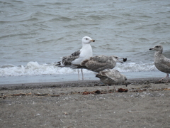 Larus marinus