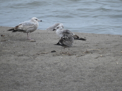 Larus fuscus