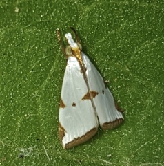 Argyria lacteella
