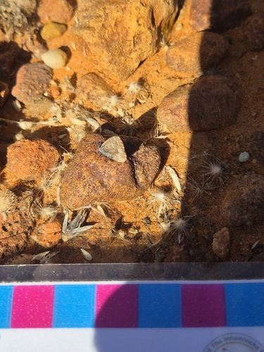 Saltbush Blue
