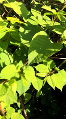 Reynoutria japonica