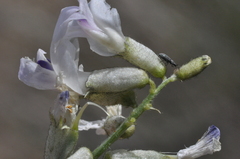 Astragalus conjunctus
