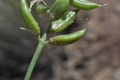 Astragalus conjunctus