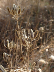 Lomatium nudicaule, photograph author not stated, no rights reserved
