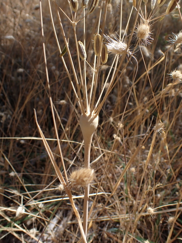 Lomatium nudicaule, photograph 6