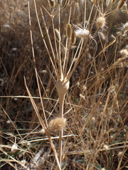 Lomatium nudicaule, photograph author not stated, no rights reserved