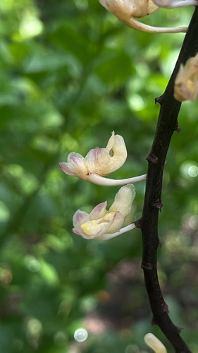 Aerides ringens observed 2026-08-09
