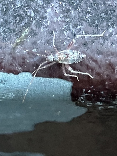 iNaturalist observation photo of Phytocoris