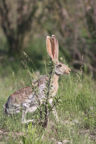 Liebre antílope observed by miguelgrageda