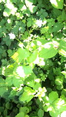 Alliaria petiolata
