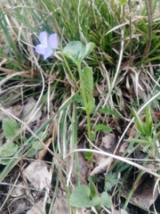 Viola mirabilis