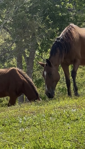 Domestic Horse
