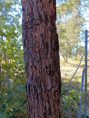Corymbia gummifera