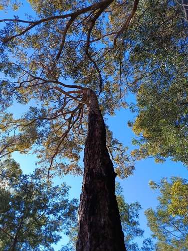 Corymbia gummifera, photograph 2