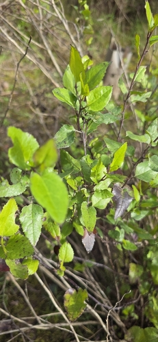 hop goodenia