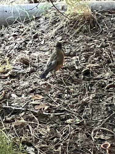 iNaturalist observation photo of American Robin