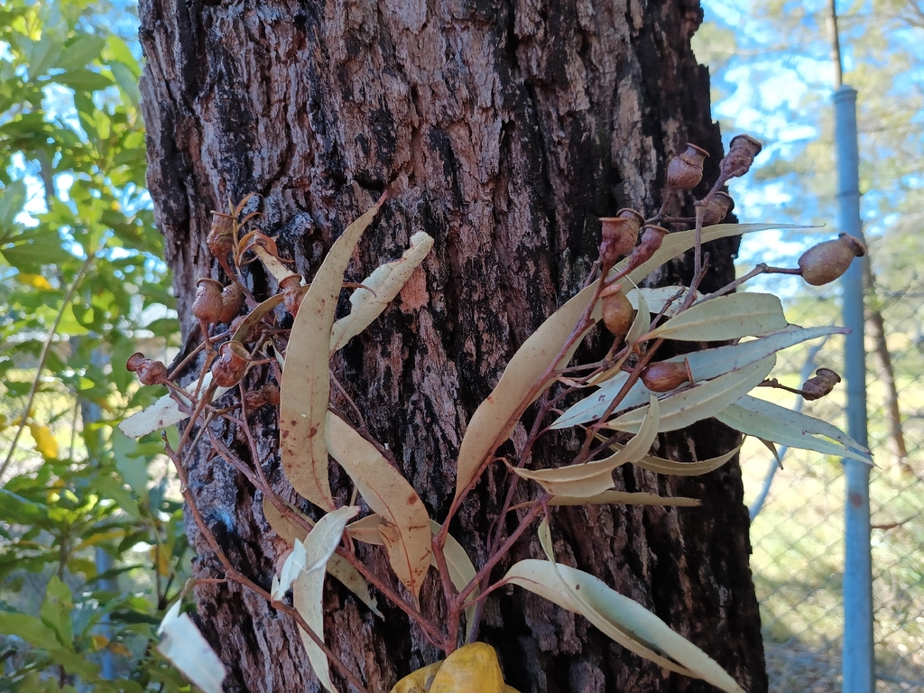 Corymbia gummifera; photograph (c) Carl Ramirez, some rights reserved (CC BY)