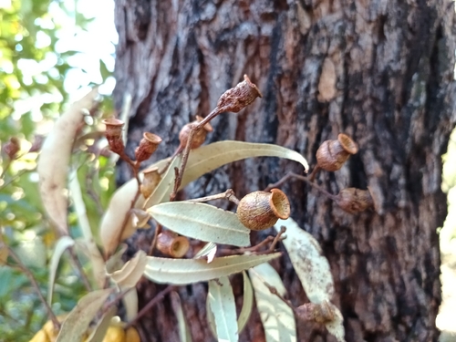 Corymbia gummifera, photograph 3