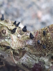 Godronia uberiformis