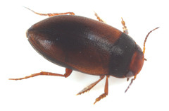 Hydroporus tristis