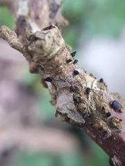 Godronia uberiformis