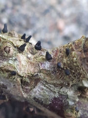 Godronia uberiformis