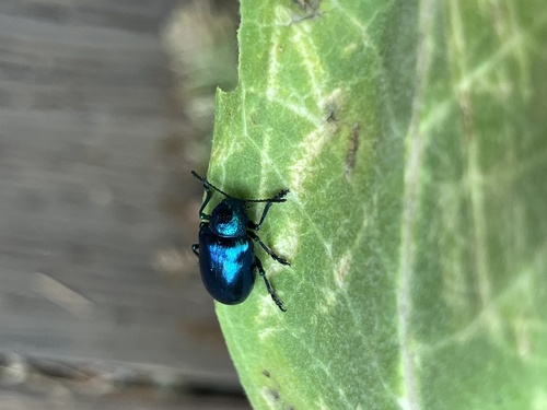 iNaturalist observation photo of Cobalt Milkweed Beetle