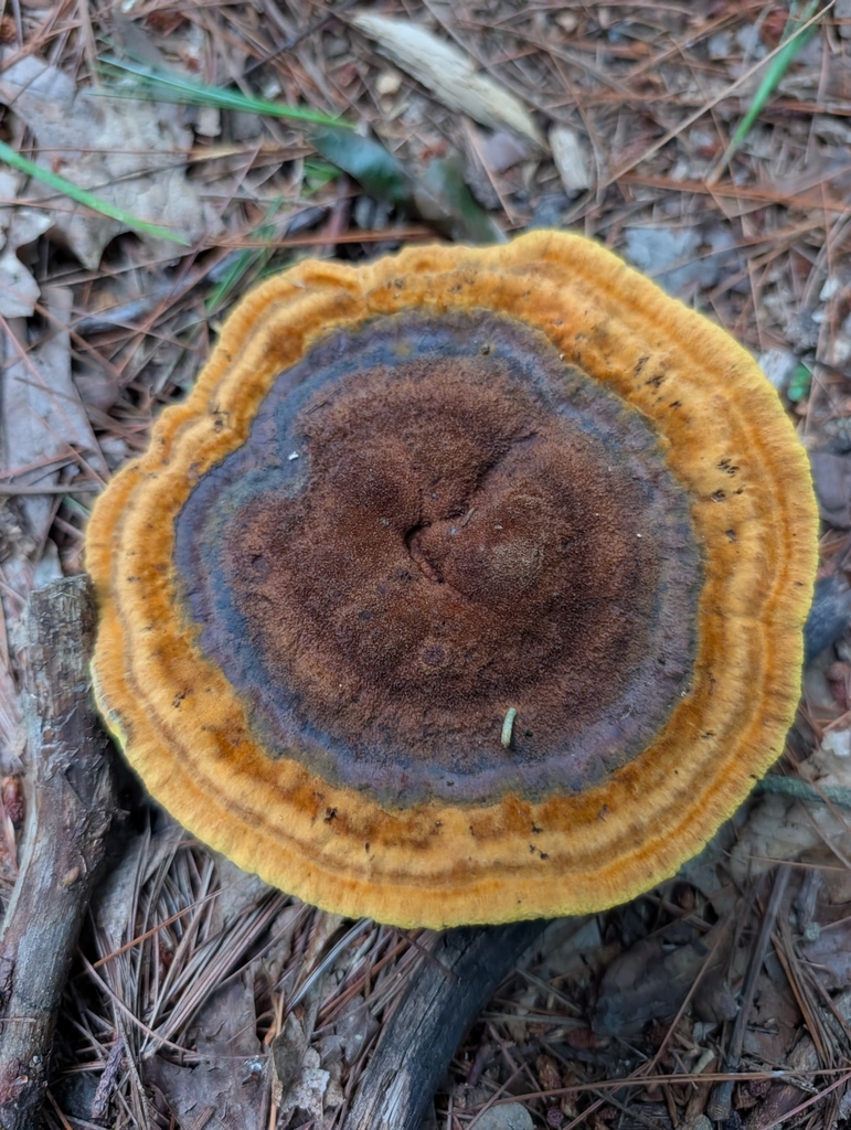 Phaeolus hispidoides · August 2026 · photo: Photo: (c) Zac Peterson, some rights reserved (CC BY) · iNaturalist