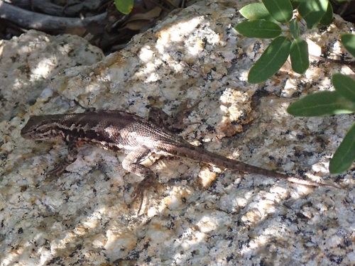 iNaturalist observation photo of Common Sagebrush Lizard