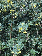 Berberis julianae