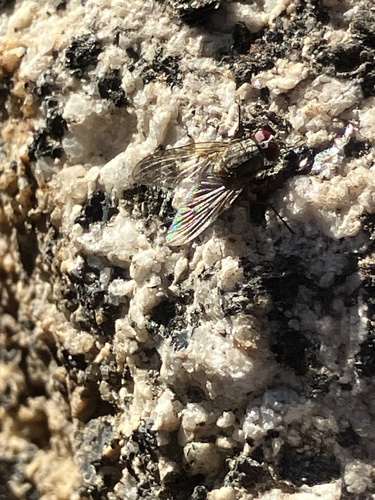 iNaturalist observation photo of Muscoid Flies