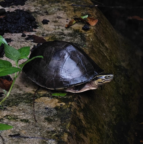 Sunda Box Turtle