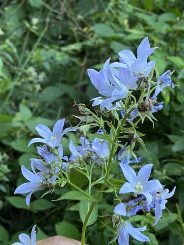 Campanula lactiflora, photograph 2