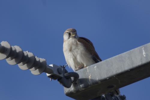 Nankeen Kestrel