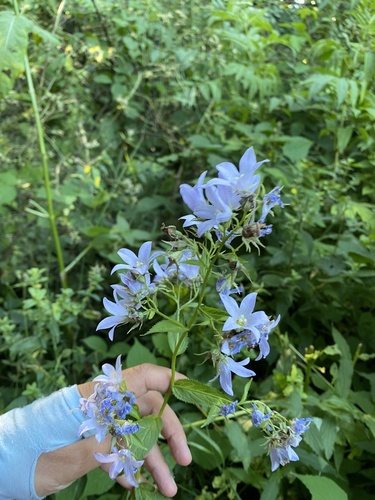 Campanula lactiflora, photograph 3