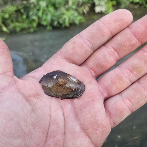 Fragile Papershell
