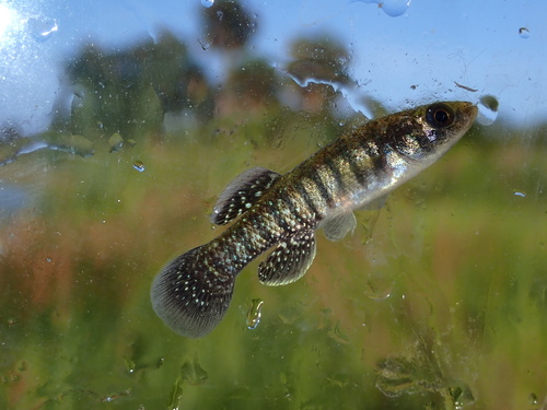 Killifish (Fundulus confluentus) — Fundulidae — 5