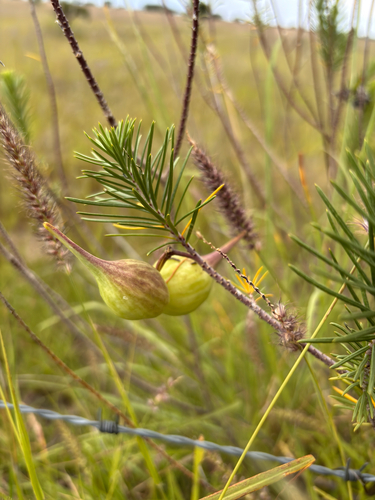 Asclepias linaria, photograph 5