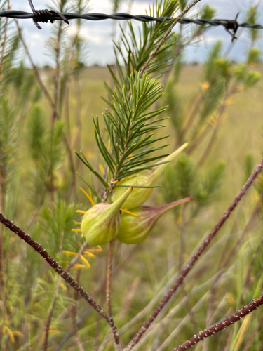 Asclepias linaria, photograph 6
