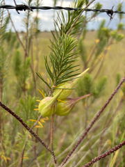 Asclepias linaria, photograph (c) Ricardo Betancourt Sánchez, some rights reserved (CC BY)