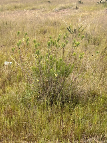 Asclepias linaria, photograph 4