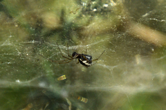 Frontinellina frutetorum
