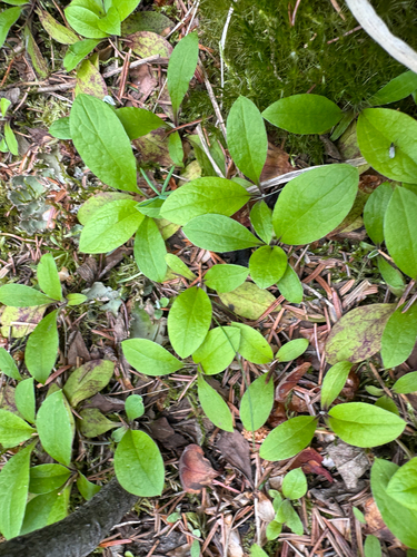 Antennaria racemosa, photograph 2