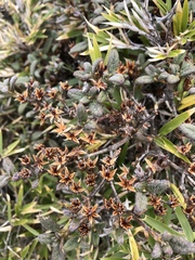 Rhododendron rubropilosum taiwanalpinum