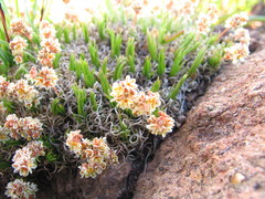 Psammotropha myriantha
