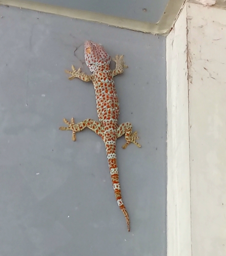 Tokay Gecko