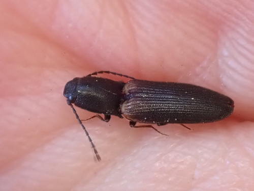 iNaturalist observation photo of Tetralimonius